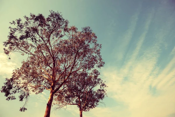 Eucalyptus Tree Blue Sky — Stock Photo, Image