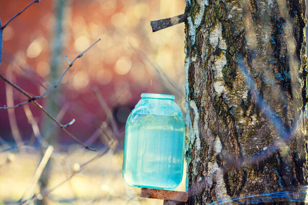 Production of birch sap in a glass jar in the forest. Springtime