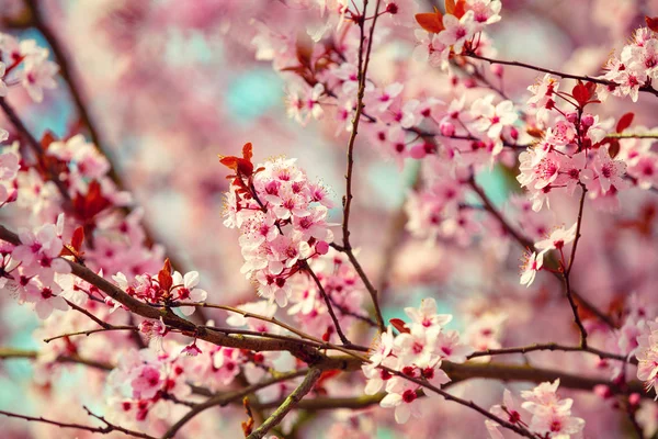 Zweige Des Blühenden Kirschbaums Natürlicher Hintergrund Des Frühlings — Stockfoto