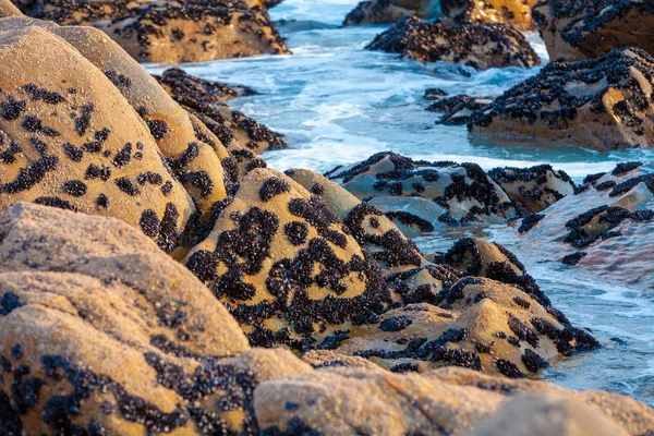 Orilla Rocosa Mejillones Las Piedras Marea Baja — Foto de Stock