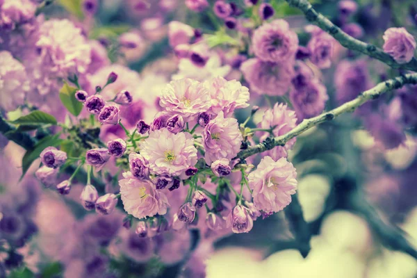 Vintage blossoming orchard. Flowering sakura branches