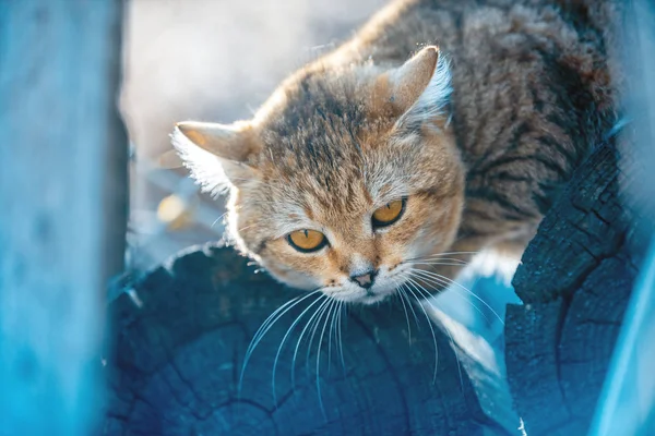 Portrait Cat Outdoors Spring Cat Lying Firewood — Stock Photo, Image