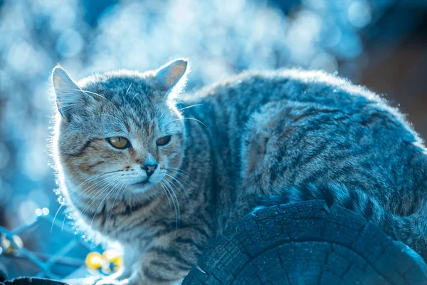 Lkbaharda Dışarıda Bir Kedi Portresi Odun Üzerinde Yatan Kedi — Stok fotoğraf