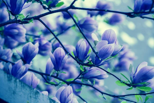 Albero Magnolia Fiore Primavera Blu Vintage Natura Fiori Sfondo — Foto Stock