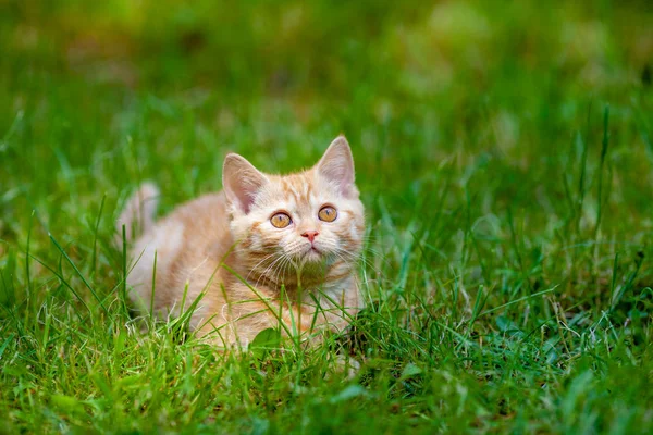 Rotes Kätzchen Spaziert Auf Dem Gras Sommergarten — Stockfoto