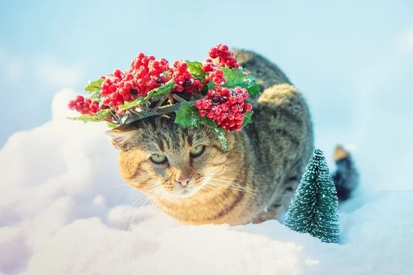 Katze Trägt Adventskranz Winter Schnee — Stockfoto