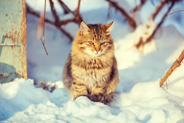 可爱的西伯利亚小猫坐在雪上 在冬天的花园 — 图库照片