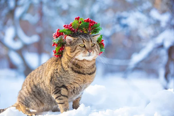 Gato Vestindo Grinalda Natal Andando Sobre Neve Inverno — Fotografia de Stock