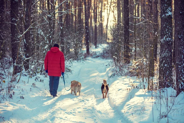 男人和狗是最好的朋友 带着两只狗的男人在雪雪的冬天的松树林里散步 — 图库照片