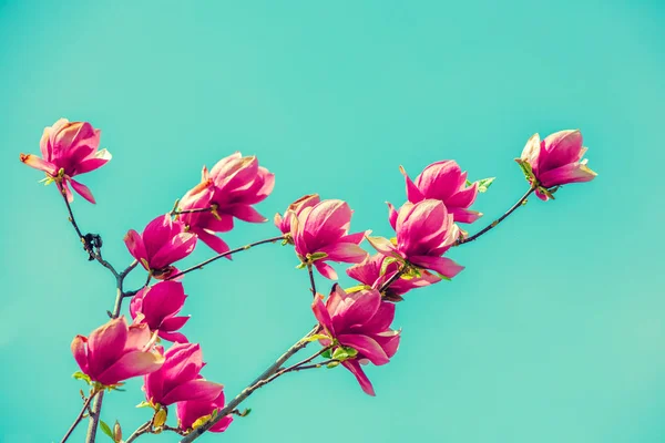 Ein Zweig Einer Blühenden Magnolie Gegen Den Blauen Himmel Frühling — Stockfoto