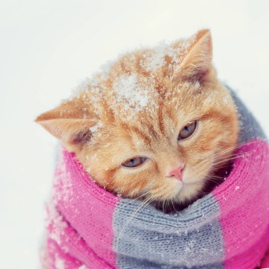 Küçük bir kırmızı kedi yavrusu giyen portre eşarp açık havada kışın örme
