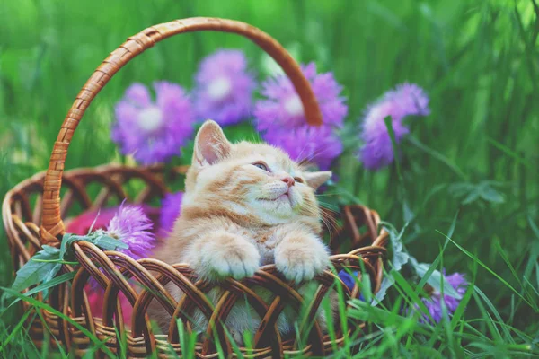 Bir Sepet Çiçek Çimenlikte Oturan Sevimli Küçük Kırmızı Kedi Yavrusu — Stok fotoğraf