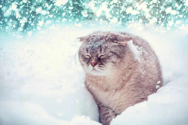 Gato Siamês Bonito Caminha Neve Profunda Jardim Inverno — Fotografia de Stock