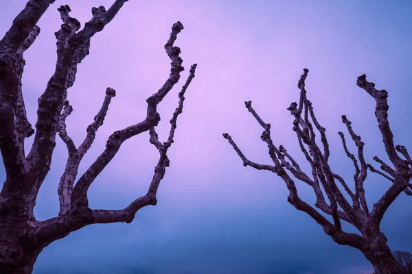 Angeschnittene Platanen Gegen Dramatischen Himmel — Stockfoto