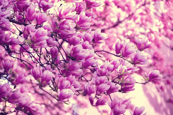 Vintage Blossoming Magnolia Tree Park Springtime — Stock Photo, Image