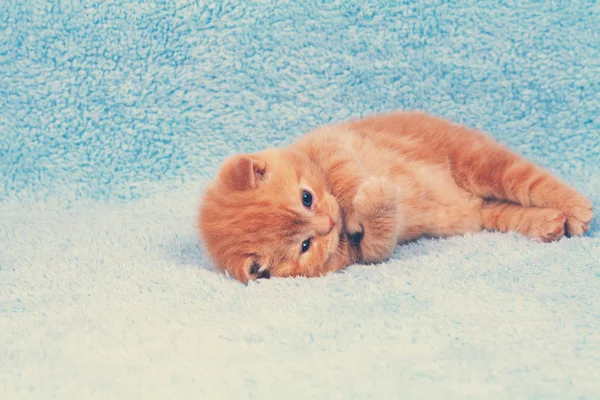 可爱的红小猫躺在蓝色的毯子上 — 图库照片
