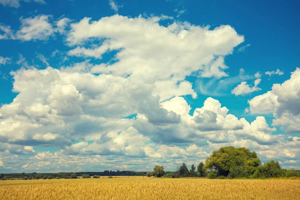 Campo Trigo Con Cielo Azul Hermosas Nubes — Foto de Stock