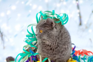 Portre renkli flama dolaşmış bir mavi Britanya ile ilgili stenografi kedi. Açık karda yürüyen kedi