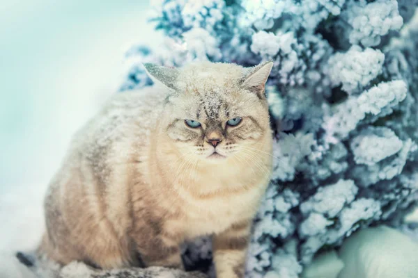 Retrato Gato Sentado Nieve Cerca Del Abeto Bosque Cabeza Cubierta — Foto de Stock