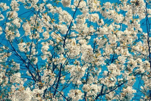 ビンテージ花果樹園 桜の花の枝 グラデーション カラー — ストック写真