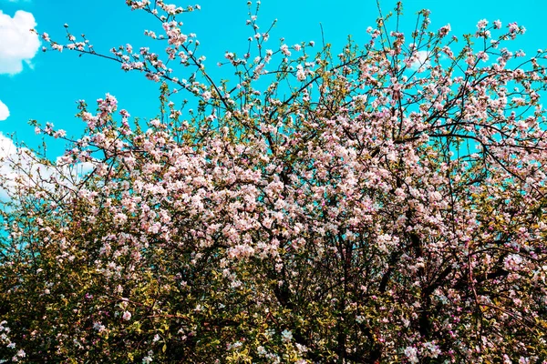 日の出ヴィンテージ花りんごの木 春の自然な背景 — ストック写真