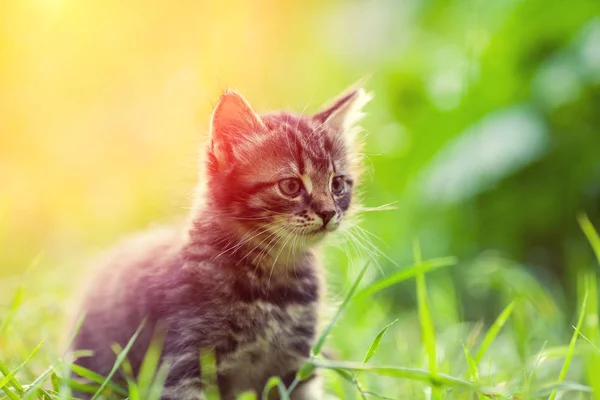 Yaz Aylarında Bir Çim Açık Yürüyüş Küçük Kedi Yavrusu — Stok fotoğraf