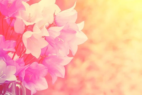 Harebell Blüten Strauß Sommerblumen Natürlichen Hintergrund Pastellfarbe Außer Farbeffekt — Stockfoto