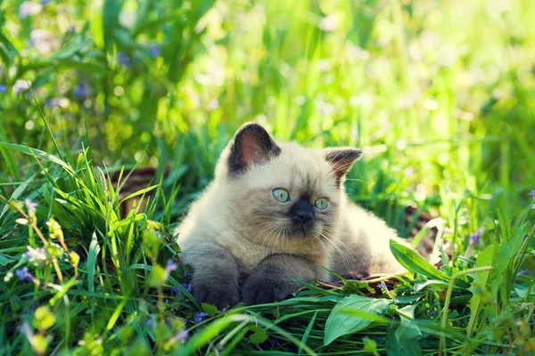 小猫坐在草地上的篮子里 — 图库照片