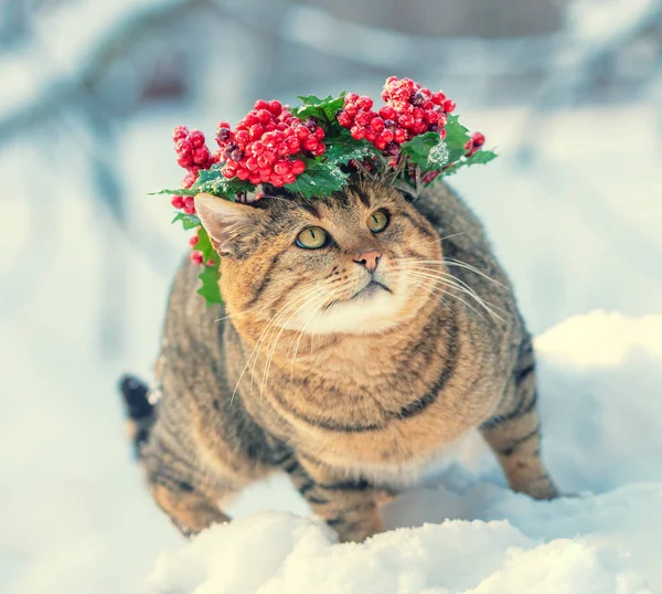 Gato Vistiendo Corona Navidad Caminando Sobre Nieve Invierno — Foto de Stock