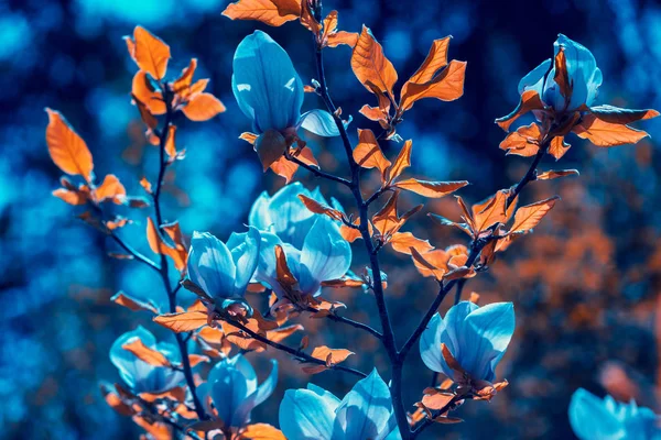 マグノリアの花が開花 ビンテージ花背景 — ストック写真