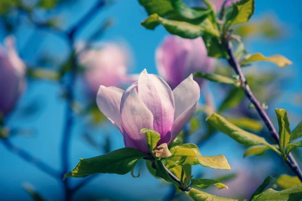 Fiori Magnolia Fiore Primavera Naturale Vintage Fiori Sfondo — Foto Stock