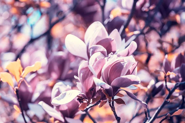 Fiori Magnolia Fiore Primavera Naturale Vintage Fiori Sfondo — Foto Stock