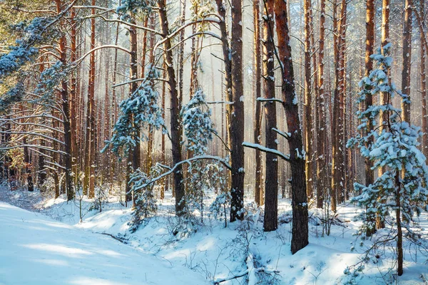 Сніжний Ліс Сосни Покриті Снігом Зимова Природа Різдвяний Фон Природа — стокове фото