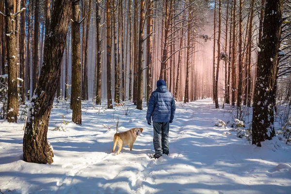 Щаслива Людина Собакою Ретрівер Повідку Прогулянки Засніженій Сосновому Лісі Сонячний — стокове фото