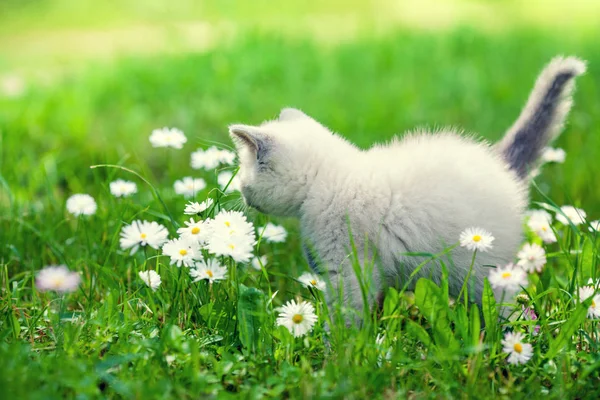 夏にデイジーの花芝生で歩くかわいい子猫 — ストック写真