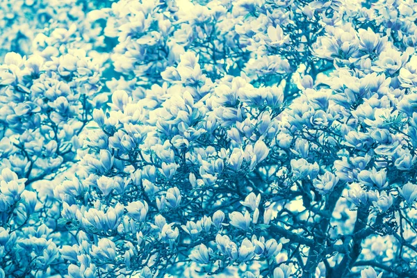 Türkisfarbene Blühende Magnolienblüten Frühling Türkis Jahrgang Natur Blumen Hintergrund — Stockfoto