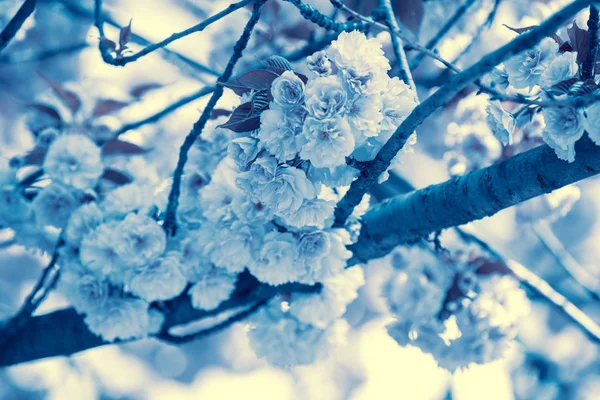 Turkos Tonad Blommande Fruktträdgård Grenar Med Körsbärsblommor — Stockfoto