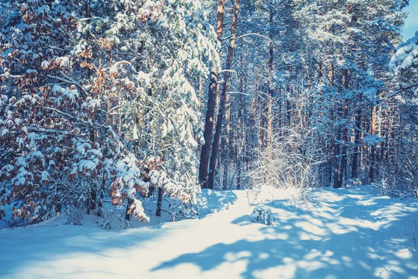 Forêt Pins Hiver Couverte Neige Épaisse Pins Couverts Neige Nature — Photo