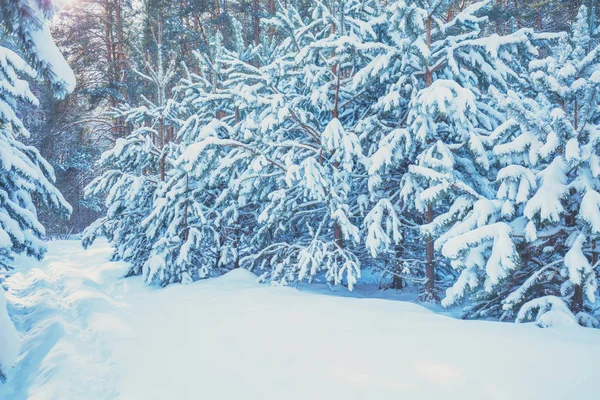 Kış Çam Ormanı Derin Kar Ile Kaplı Kar Larla Kaplı — Stok fotoğraf
