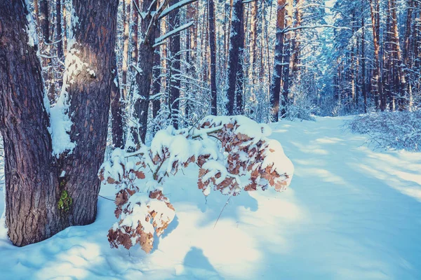Winter Kiefernwald Mit Dem Tiefen Schnee Bedeckt Kiefern Die Mit — Stockfoto