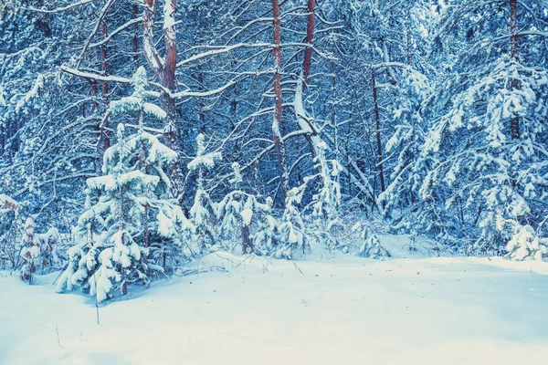 深い雪に覆われた冬の松林 雪に覆われた松の木 冬の自然 自然の冬の背景 クリスマスの背景 — ストック写真