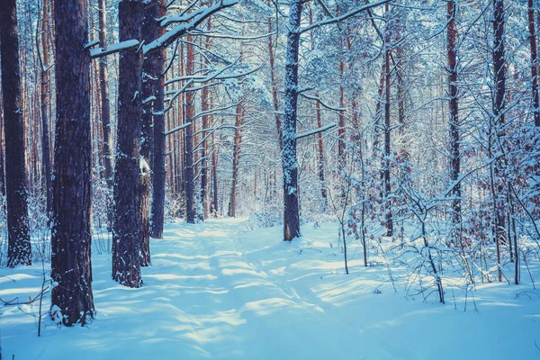 Kış Çam Ormanı Derin Kar Ile Kaplı Kar Larla Kaplı — Stok fotoğraf