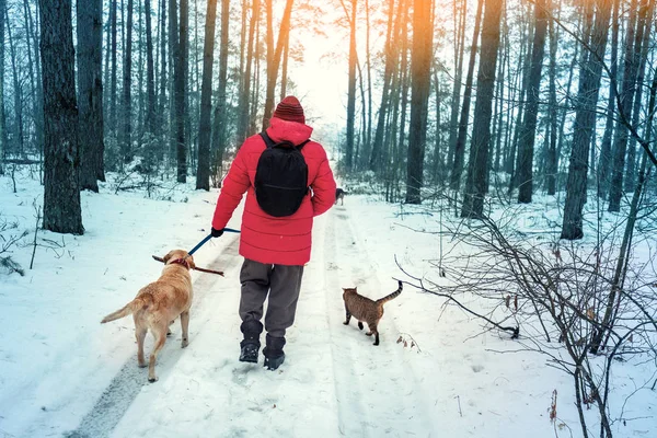 2匹の犬と猫を持つ男が冬に雪の松林を歩く — ストック写真