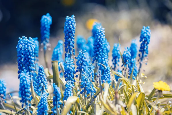 Planta Jacinto Jardim Primavera Natureza Fundo — Fotografia de Stock