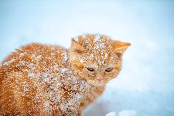 Cute Red Kitten Covered Snow Winter Garden — Stock Photo, Image