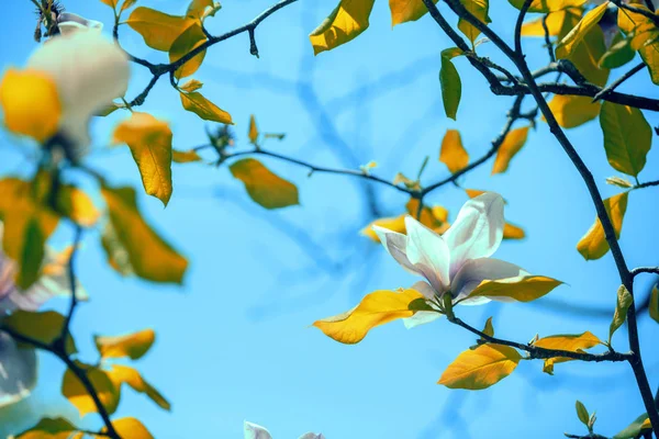 マグノリアの花が開花 ビンテージ花背景 — ストック写真