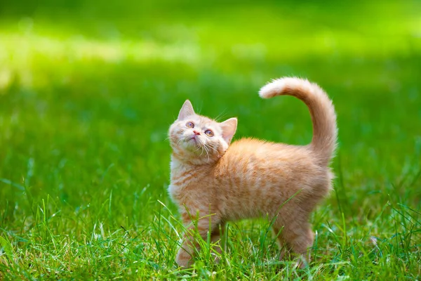 Красный Котёнок Гуляет Траве Летнем Саду — стоковое фото