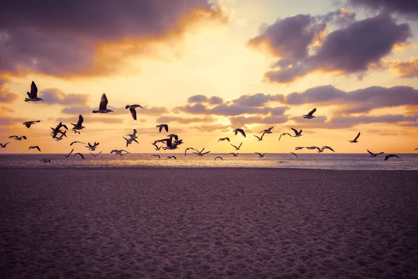 Sunset over the sea. Seagulls flying over the beach. Atlantic ocean in the evening. Porto, Portugal, Europe