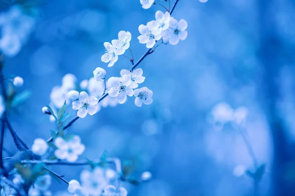 果樹園のヴィンテージの花の梅の木 春の自然の背景 バイオレットトーン — ストック写真