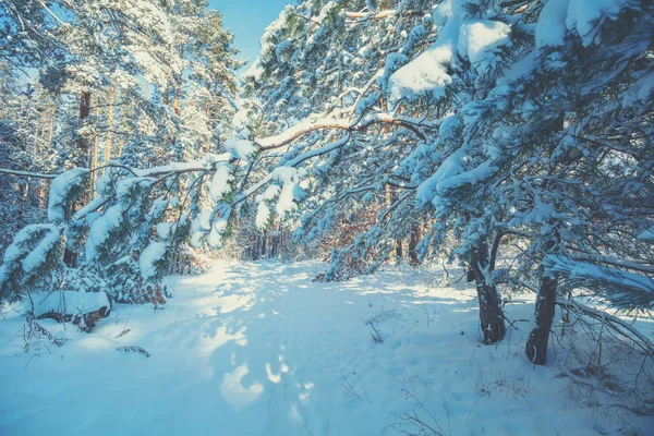 Naturaleza Invierno Fondo Bosque Nevado Pinos Cubiertos Nieve Naturaleza Invernal — Foto de Stock